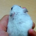 まーなっつ