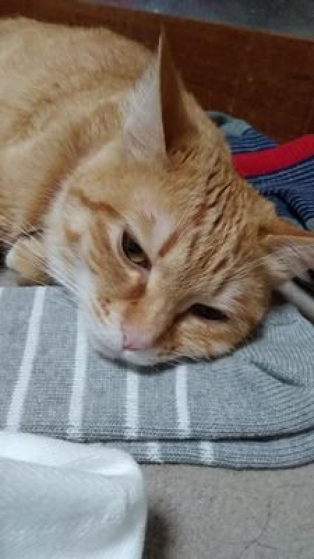 さくさくぱんだ🐼