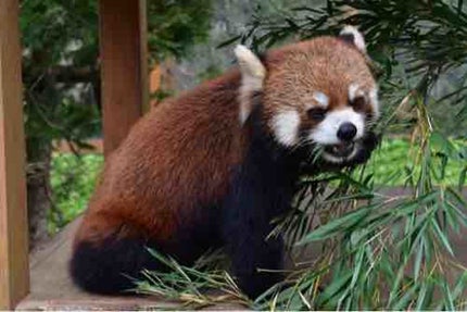 ま つ も と 🐝