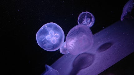 はるか