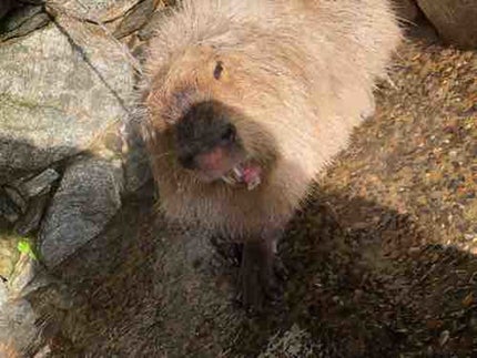 ぴろっこ🐣公開ダイエット