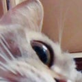 ペ。