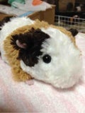 ししまる