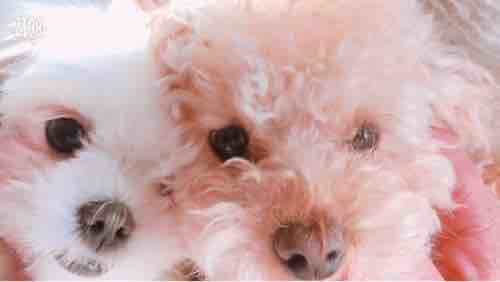 稲荷いちご大福