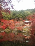 もみじ