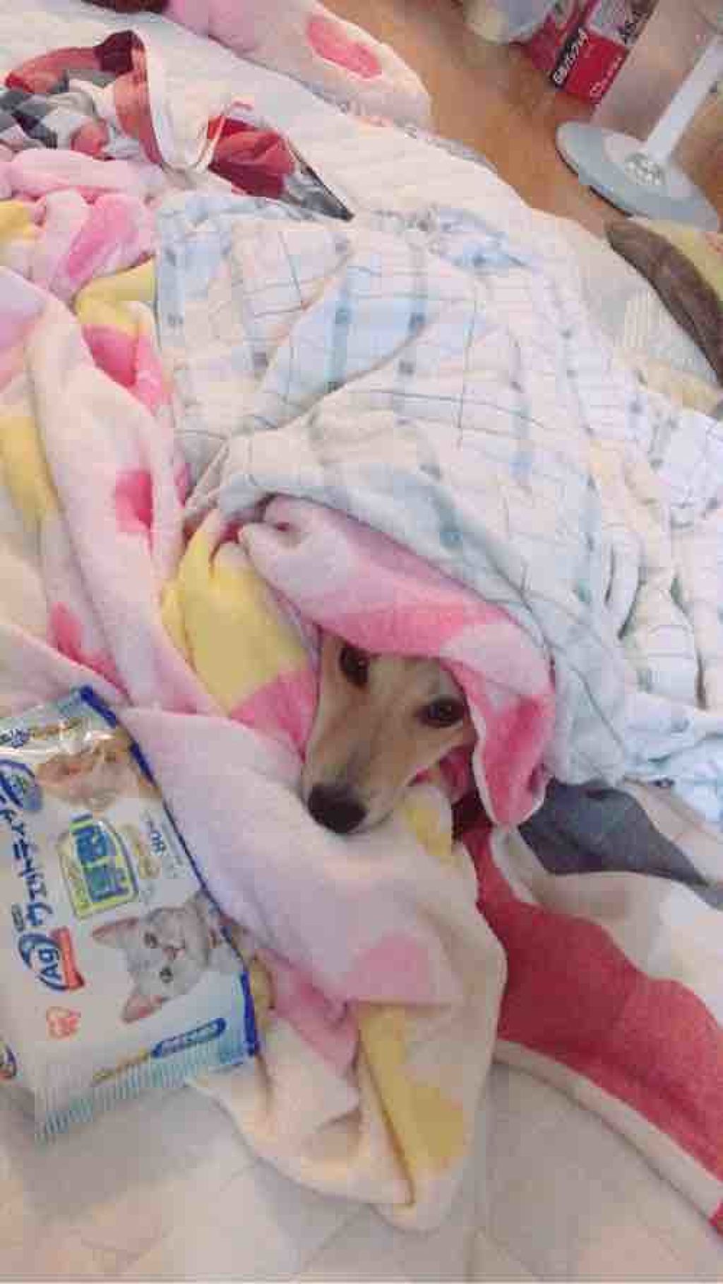 ゆーひ♪̊̈♪̆̈♪̊̈♪̆̈♪̊̈