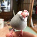 鳥使い🐦🐧🐔