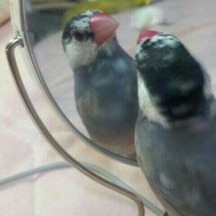*Яemu*