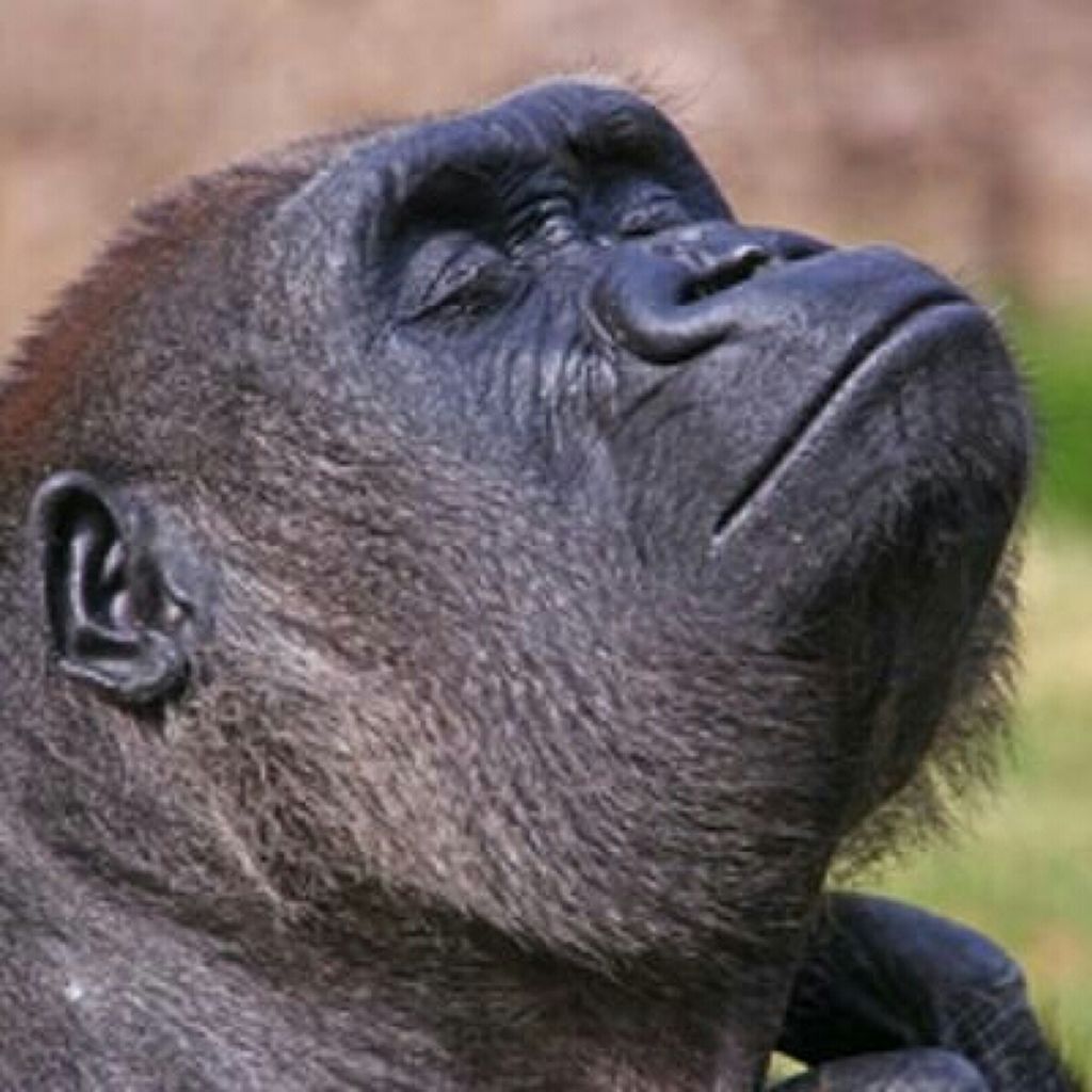 借りぐらしのスパゲッティはゴリラ