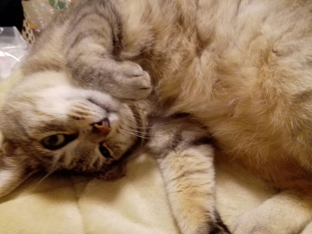 さんねこだいありー