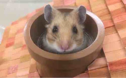 プラトン🐹