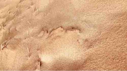 アザラシ@顔面熱帯砂漠