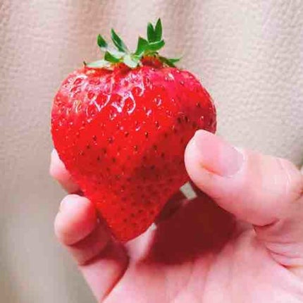 苺式部