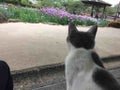 ねこのさんぽ