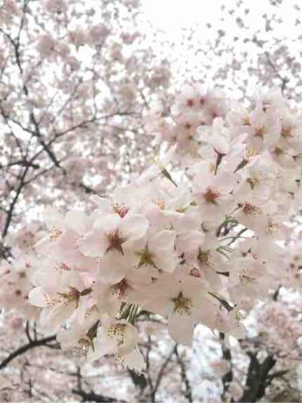 きらきらからす