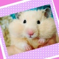 yurie