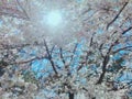 りんちょ