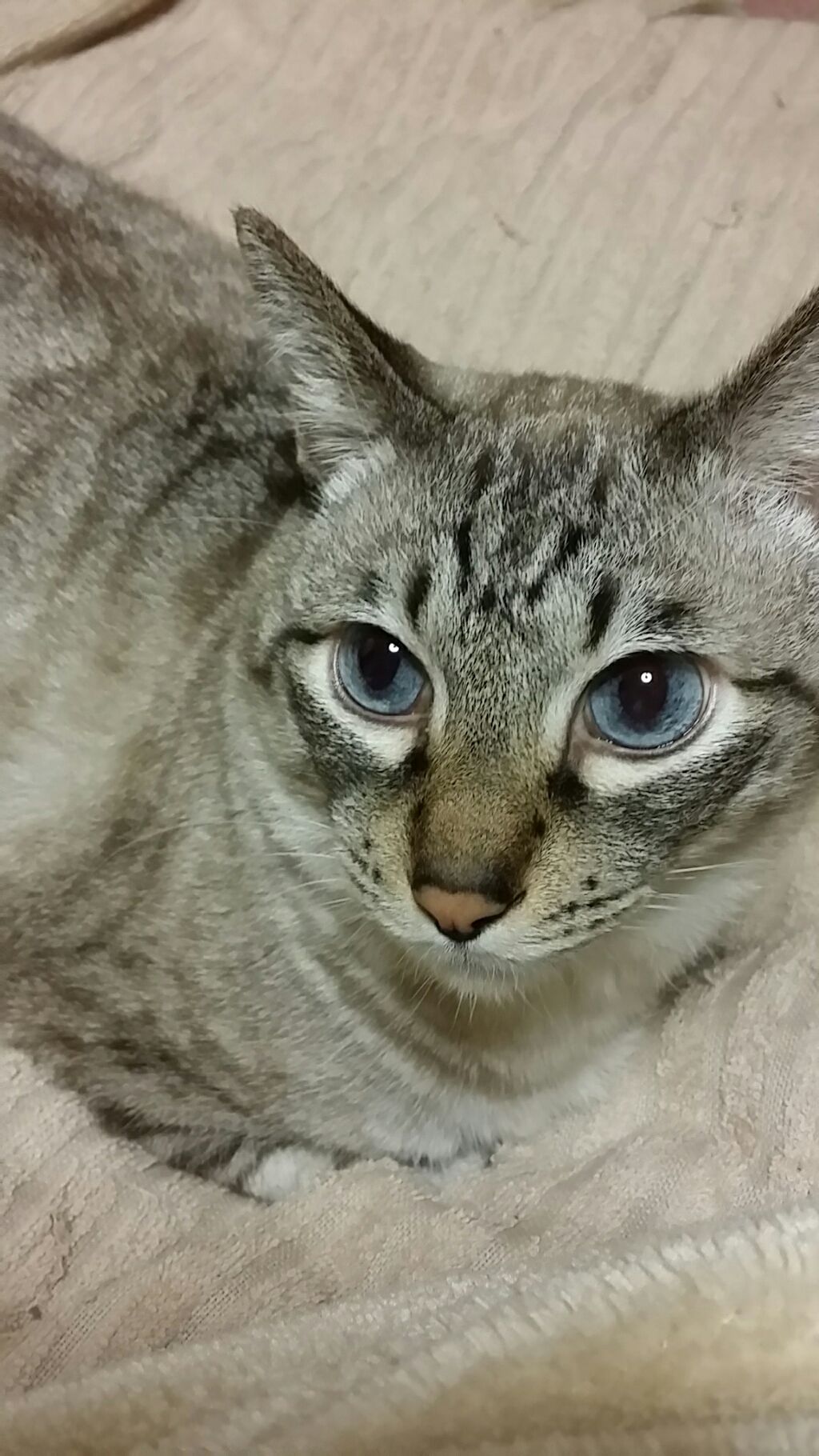 鍵しっぽヌコ（ﾒﾝﾍﾗ引きこもりﾆｰﾄ）