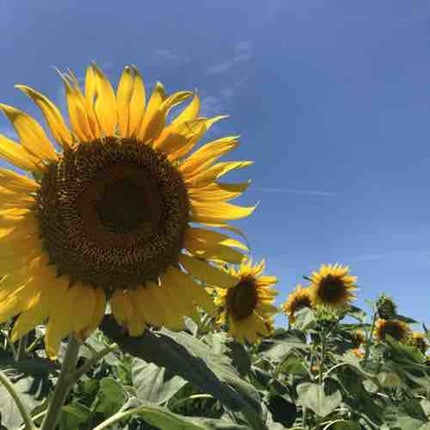 🌻なーちゃん🌻