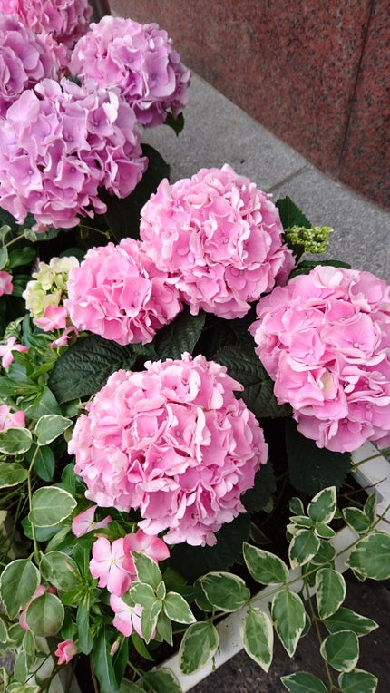 あめふり