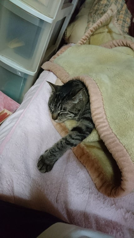 蓮