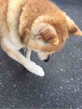 きよか