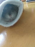ハム子