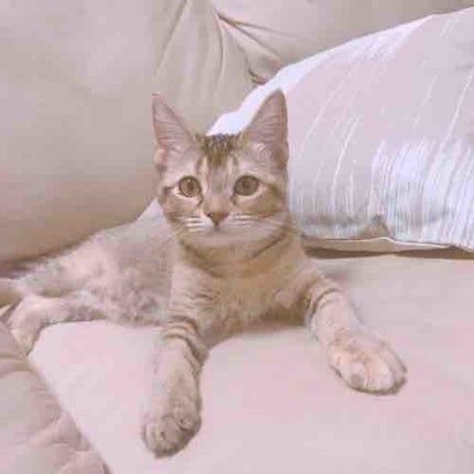 撥春(はつはる)