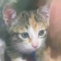 成瀬