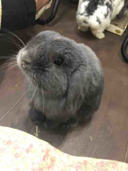 ちお