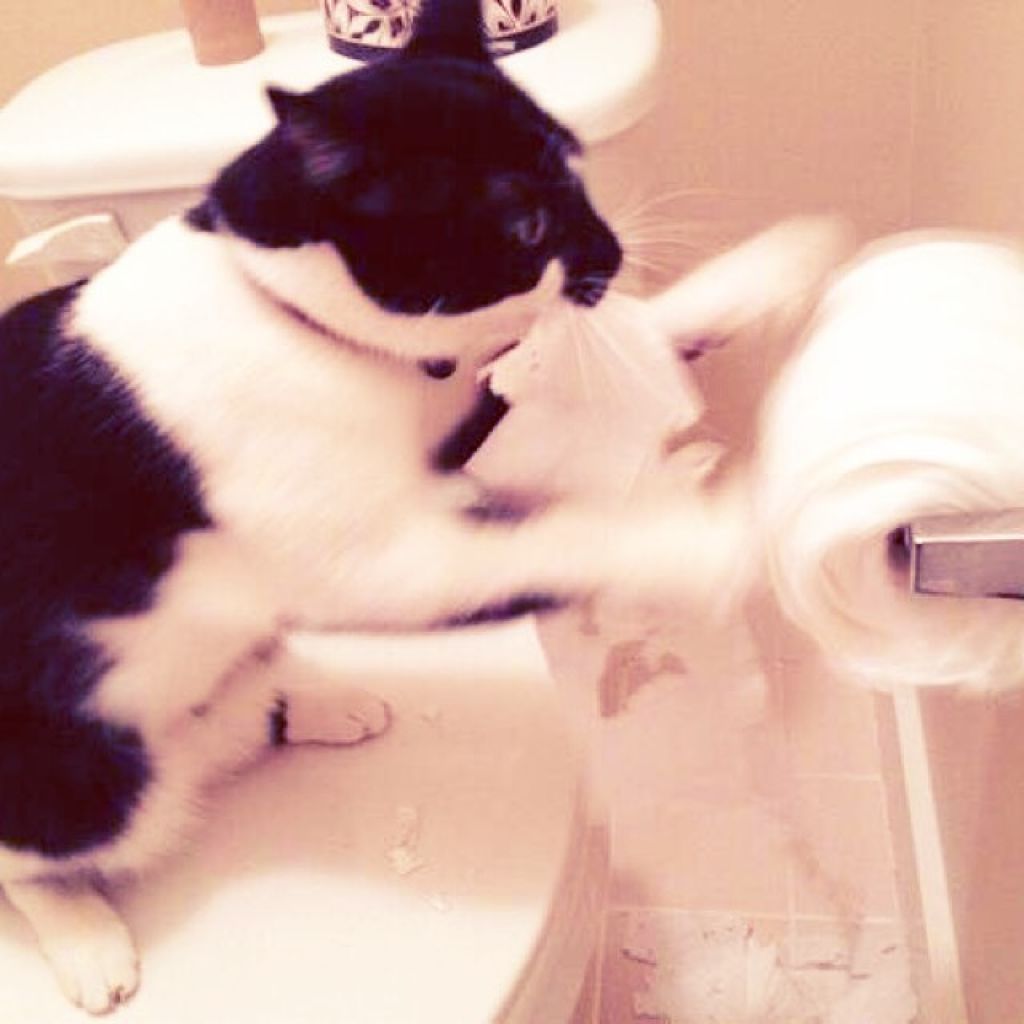 ふくすみともえ