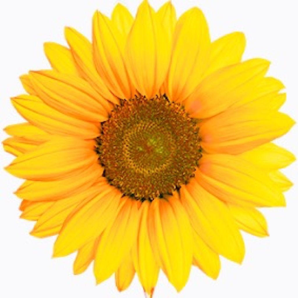 からあげ大魔王