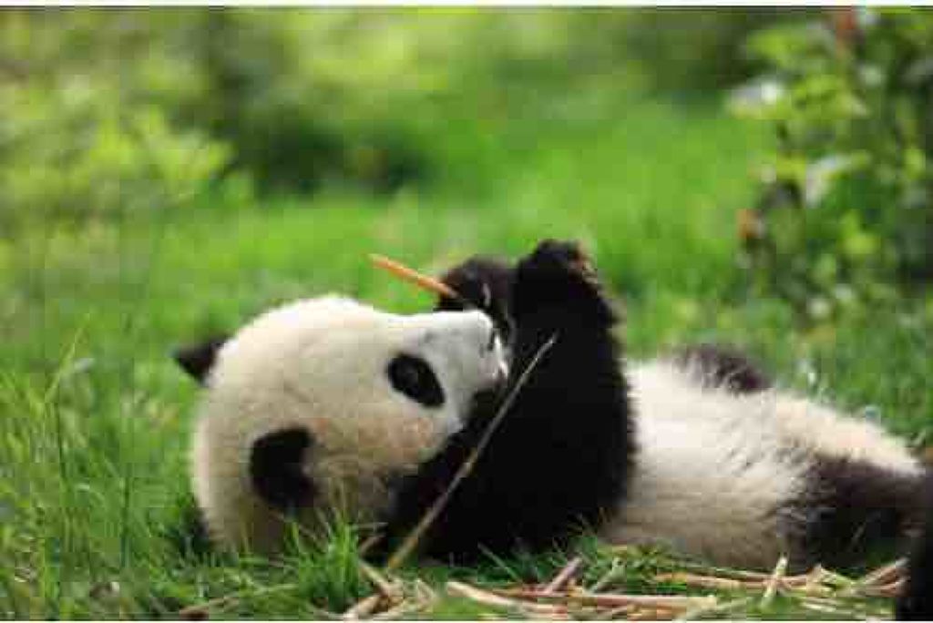 ぱんだこぱんだ