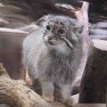 manul