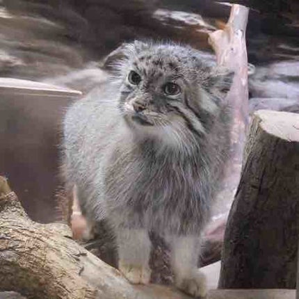 manul