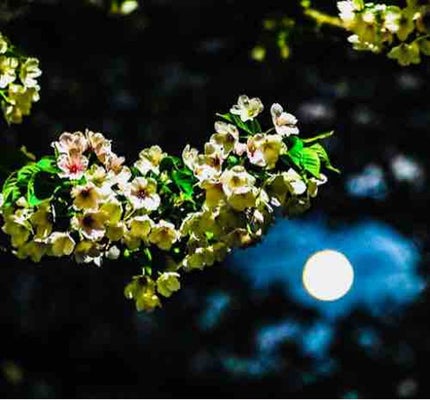 とんこたろう🍭