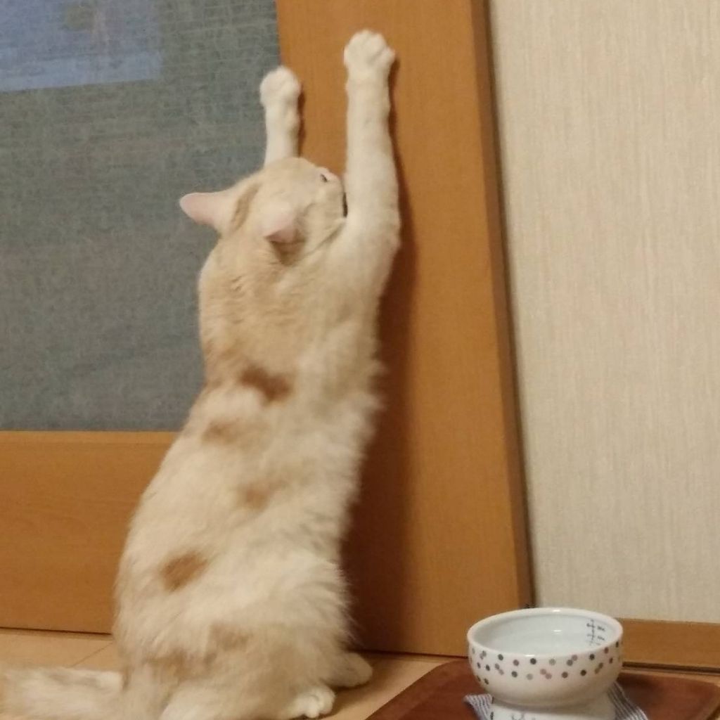 ねこかい