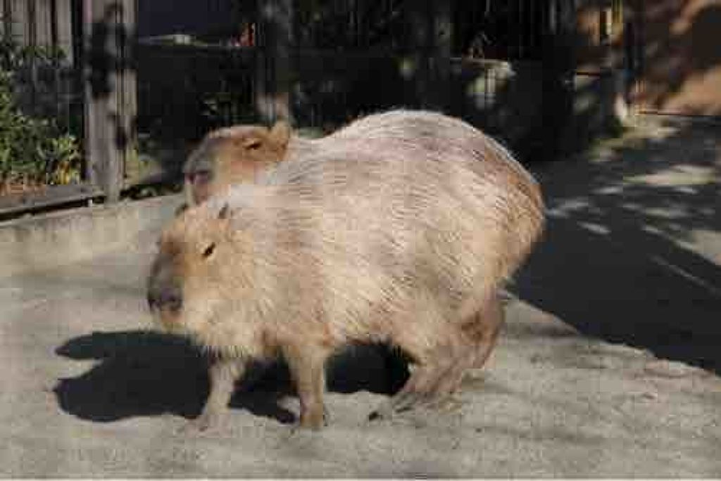 capibara_geshigeshi 