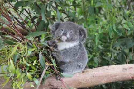 どんぐりコアラ