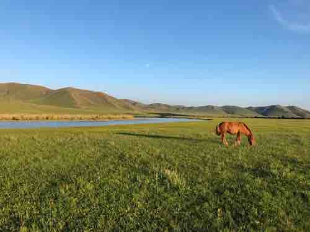 蕎麦粉(そばこ)