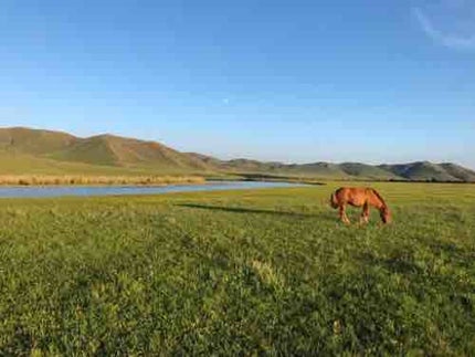 蕎麦粉(そばこ)