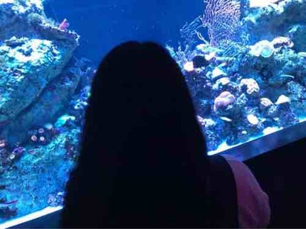 くるぴ