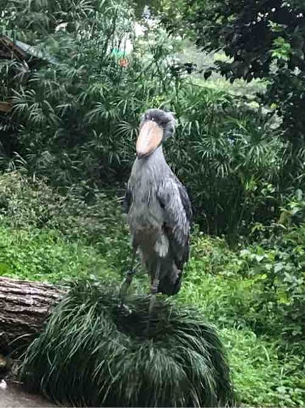 ぴよこ