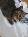 はる