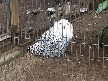 シル