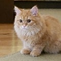 へいわ