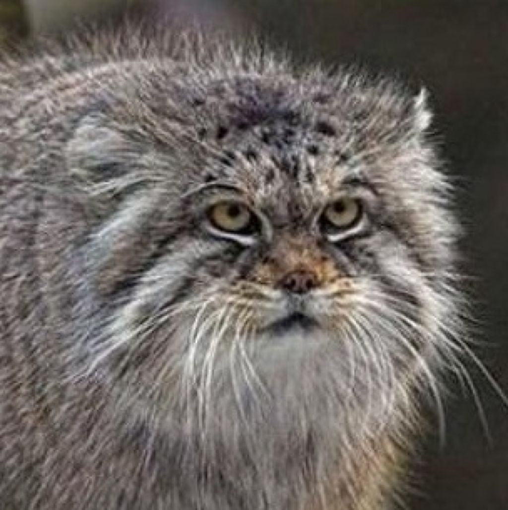 美容系マヌルネコ