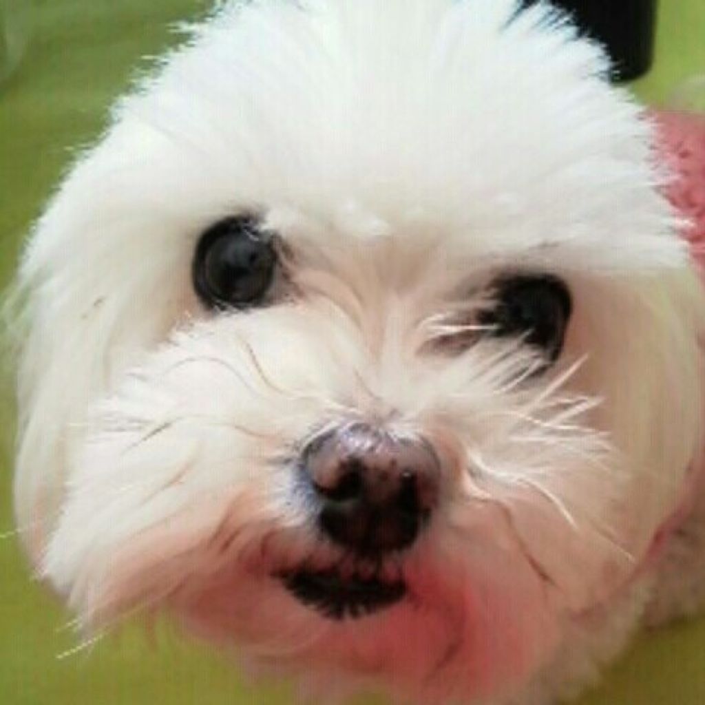 雑木林＠しゃけ