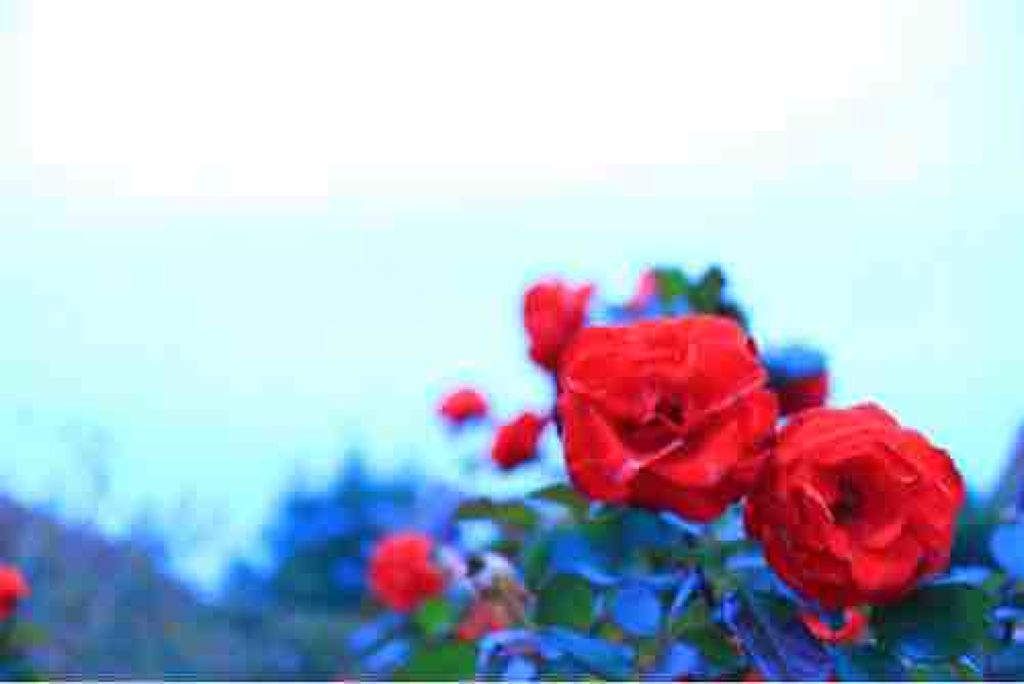 みたらしだんご