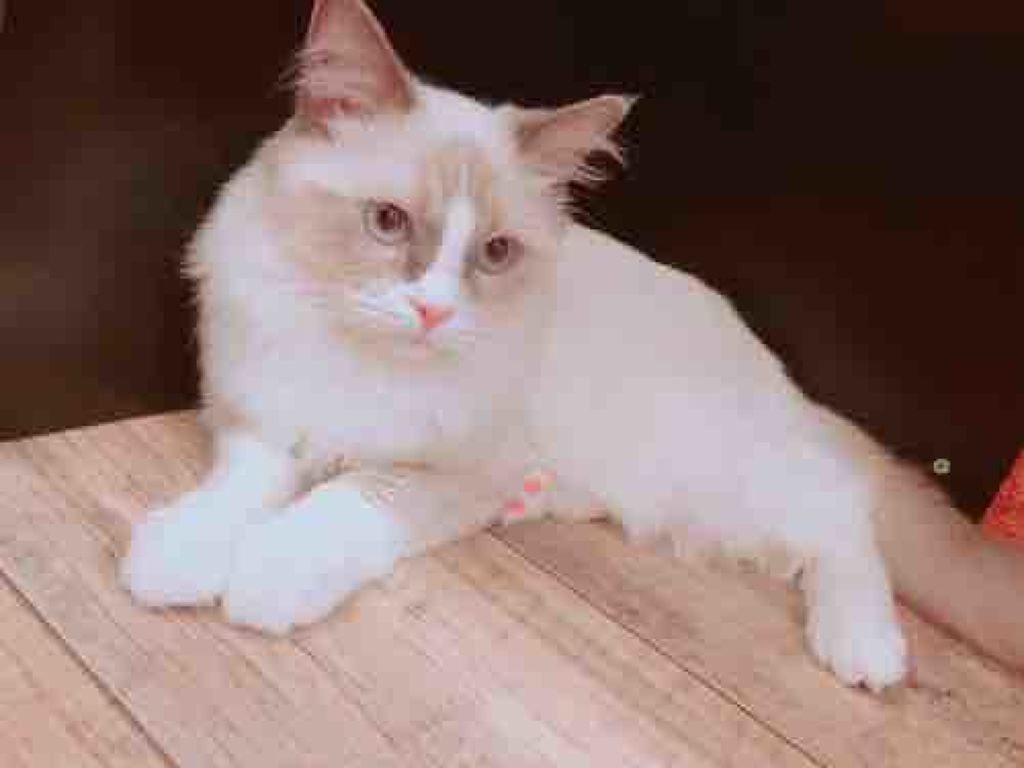 闇月☽︎‪︎.*·̩͙‬